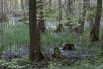 Wald