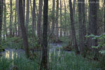 Wald