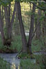 Wald