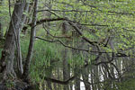 Wald