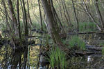 Wald