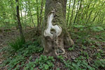 Wald