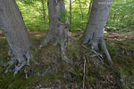 Wald