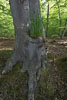 Wald