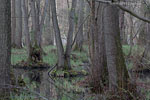 Wald