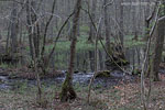 Wald