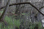 Wald