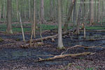 Wald