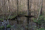 Wald