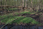 Wald