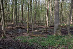 Wald