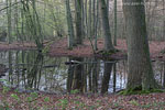 Wald