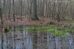 Wald