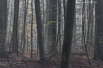 Wald