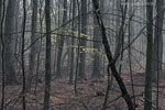 Wald