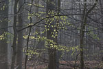 Wald