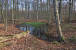 Wald