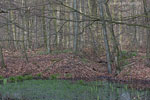 Wald