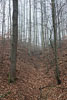 Wald