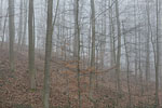 Wald