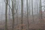 Wald