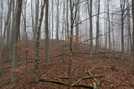 Wald