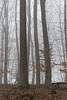 Wald