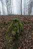 Wald