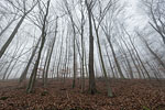 Wald