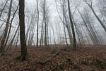 Wald