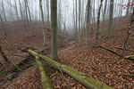 Wald