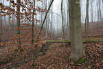 Wald