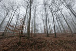 Wald