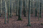 Wald