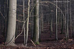 Wald