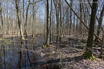 Wald