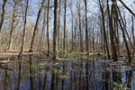 Wald