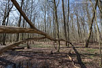 Wald