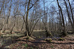Wald