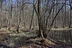 Wald