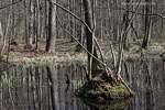 Wald