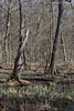 Wald