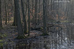 Wald