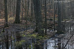 Wald