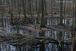 Wald