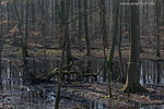 Wald