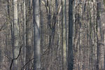 Wald