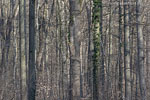 Wald