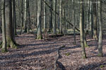 Wald