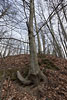 Wald
